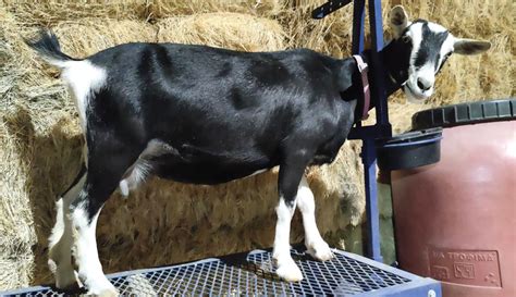 mdgr.cr/idjoin|miniature dairy goat.